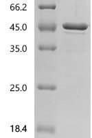 Human SAM pointed domain-containing Ets transcription factor (SPDEF) Recombinant Protein - BioCrest Sci