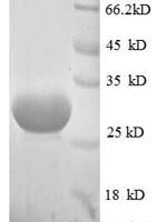 Escherichia coli 50S ribosomal protein L33 (rpmG), partial Recombinant Protein, N-GST - BioCrest Sci