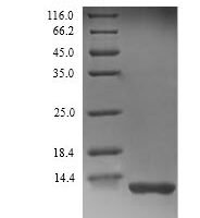 Rat Complement C3 (C3), partial Recombinant Protein - BioCrest Sci