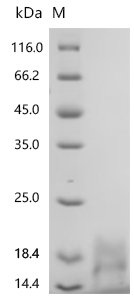 Human Growth/differentiation factor 8 (MSTN) Recombinant Protein, C-10His, Full-Length, Homo sapiens (Human), Mammalian cell, C-terminal 10xHis-tagged, 42.1 kDa, purity >≥ 95% as determined by SDS-PAGE.