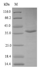 Human Valacyclovir hydrolase (BPHL) Recombinant Protein, N-10His/C-Myc, aa 38–291, E.coli, Homo sapiens (Human), E.coli, N-terminal 10xHis-tagged and C-terminal Myc-tagged, 35.8 kDa, purity >≥ 85% as determined by SDS-PAGE.
