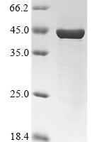 Rhodobacter capsulatus 4-coumarate--CoA ligase (pcl) Recombinant Protein - BioCrest Sci
