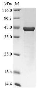 Rhodobacter capsulatus 4-coumarate--CoA ligase (pcl) Recombinant Protein, Rhodobacter capsulatus (strain ATCC BAA-309 / NBRC 16581 / SB1003), E.coli, N-terminal 10xHis-tagged, 47.0 kDa, purity >≥ 85% as determined by SDS-PAGE.