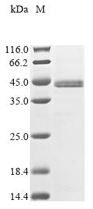Human Sestrin-3 (SESN3) Recombinant Protein, Homo sapiens (Human), Baculovirus, N-terminal 10xHis-tagged and C-terminal Myc-tagged, 40.5 kDa, purity >≥ 85% as determined by SDS-PAGE.