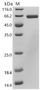 Human T-cell surface antigen CD2 (CD2), partial Recombinant Protein, C-hFc1, Homo sapiens (Human), Mammalian cell, C-terminal hFc1-tagged, 50.2 kDa, purity >≥ 95% as determined by SDS-PAGE.