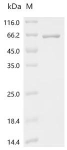 Streptococcus pyogenes C5a peptidase (scpA), partial Recombinant Protein, Streptococcus pyogenes, E.coli, C-terminal 6xHis-tagged, 59.8 kDa, purity >≥ 95% as determined by SDS-PAGE.