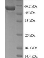 Human Mitogen-activated protein kinase 13 (MAPK13) Recombinant Protein - BioCrest Sci
