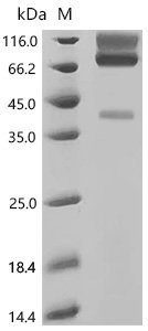 Mouse Glypican-3 (Gpc3), partial, Biotinylated Recombinant Protein, Mus musculus (Mouse), Mammalian cell, C-terminal 10xHis-Avi-tagged, 64.0 kDa, purity >≥ 95% as determined by SDS-PAGE.