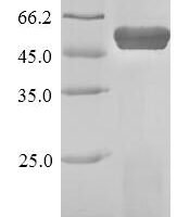 Staphylococcus aureus Leukocidin-F subunit (lukF) Recombinant Protein - BioCrest Sci