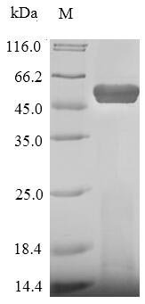 Staphylococcus aureus Leukocidin-F subunit (lukF) Recombinant Protein, Staphylococcus aureus, E.coli, N-terminal 10xHis-SUMO-tagged and C-terminal Myc-tagged, 54.0 kDa, purity >≥ 90% as determined by SDS-PAGE.
