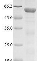 Mouse Transcription factor AP-2-alpha (Tfap2a) Recombinant Protein - BioCrest Sci
