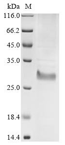 Bovine coronavirus Protein I (N) Recombinant Protein, C-His, Bovine coronavirus (strain OK-0514) (BCoV) (BCV), E.coli, C-terminal 6xHis-tagged, 25.3 kDa, purity >≥ 85% as determined by SDS-PAGE.