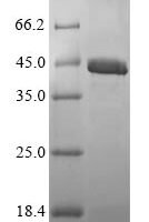 Penaeus sp. Sarcoplasmic calcium-binding protein, alpha-B and -A chains Recombinant Protein - BioCrest Sci