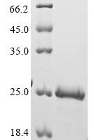 Human Large neutral amino acids transporter small subunit 1 (SLC7A5), partial Recombinant Protein - BioCrest Sci