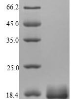 Mycobacterium bovis Alpha-crystallin (hspX) Recombinant Protein, N-His, aa 2–144, strain ATCC BAA-935 / AF2122/97 - BioCrest Sci