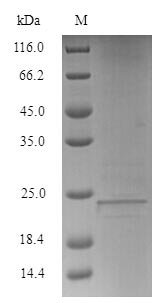 Human Lymphocyte antigen 6E (LY6E) Recombinant Protein, Homo sapiens (Human), E.coli, N-terminal 6xHis-SUMO-tagged, 24.5 kDa, purity >≥ 90% as determined by SDS-PAGE.