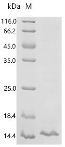 Mouse Proepiregulin (Ereg), partial Recombinant Protein, C-His, Mus musculus (Mouse), E.coli, C-terminal 6xHis-tagged, 12.3 kDa, purity >≥ 90% as determined by SDS-PAGE.