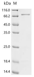 Escherichia coli Cytoplasmic trehalase (treF) Recombinant Protein, N-His, Escherichia coli (strain B / BL21-DE3), E.coli, N-terminal 6xHis-tagged, 69.7 kDa, purity >≥ 95% as determined by SDS-PAGE.