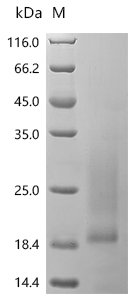 Human Interleukin-5 (IL5) Recombinant Protein, N-His, Homo sapiens (Human), Yeast, N-terminal 6xHis-tagged, 15.2 kDa, purity >≥ 95% as determined by SDS-PAGE.