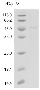 Rat NAD-dependent protein deacetylase sirtuin-2 (Sirt2) Recombinant Protein, Rattus norvegicus (Rat), E.coli, C-terminal 6xHis-tagged, 46.2 kDa, purity >≥ 90% as determined by SDS-PAGE.