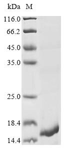 Naja atra Cytotoxin 2 Recombinant Protein, Naja atra (Chinese cobra), E.coli, N-terminal 10xHis-tagged and C-terminal Myc-tagged, 14.2 kDa, purity >≥ 85% as determined by SDS-PAGE.