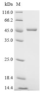 Human Fructose-bisphosphate aldolase A (ALDOA) Recombinant Protein, N-His, Homo sapiens (Human), E.coli, N-terminal 6xHis-tagged, 45.3 kDa, purity >≥ 85% as determined by SDS-PAGE.