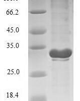 Escherichia coli Transcriptional regulatory protein phoP (phoP) Recombinant Protein - BioCrest Sci