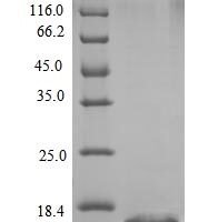 Mouse Insulin-1 (Ins1) Recombinant Protein, N-10His/C-Myc - BioCrest Sci