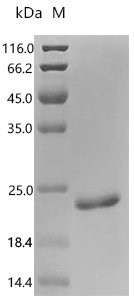 Mouse Osteocalcin (Bglap) Recombinant Protein, N-His-KSI, Mus musculus (Mouse), E.coli, N-terminal 6xHis-KSI-tagged, 20.4 kDa, purity >≥ 95% as determined by SDS-PAGE.