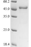 Staphylococcus aureus Type VII secretion system accessory factor EsaA (esaA), partial Recombinant Protein - BioCrest Sci