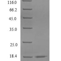 Rabbit CD40 ligand (CD40LG), partial Recombinant Protein, N-His, aa 113–261, Yeast - BioCrest Sci