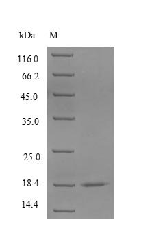 Rabbit CD40 ligand (CD40LG), partial Recombinant Protein, N-His, aa 113–261, Yeast, Oryctolagus cuniculus (Rabbit), Yeast, N-terminal 6xHis-tagged, 18.2 kDa, purity >≥ 90% as determined by SDS-PAGE.
