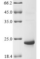 Xenopus tropicalis 60S ribosomal protein L36 (rpl36) Recombinant Protein - BioCrest Sci