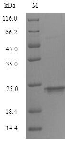 Mouse Triggering receptor expressed on myeloid cells 2 (Trem2), partial Recombinant Protein, N-His-Myc, Mus musculus (Mouse), Mammalian cell, N-terminal 6xHis-Myc-tagged, 20.8 kDa, purity >≥ 90% as determined by SDS-PAGE.