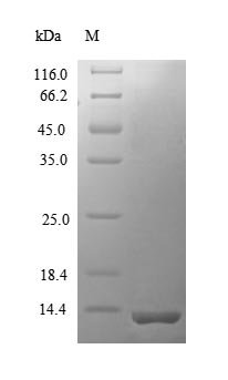 Mouse C-C motif chemokine 12 (Ccl12) Recombinant Protein, Mus musculus (Mouse), E.coli, N-terminal 6xHis-tagged, 16.2 kDa, purity >≥ 95% as determined by SDS-PAGE.