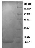 Human C-C motif chemokine 24 (CCL24) Recombinant Protein, N-His, Homo sapiens (Human), E.coli, N-terminal 6xHis-tagged, 14.5 kDa, purity >≥ 90% as determined by SDS-PAGE.