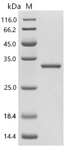 C-terminal GST-tagged Recombinant Protein, E.coli, C-terminal GST-tagged, 32.1 kDa, purity >≥ 90% as determined by SDS-PAGE.