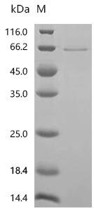 Rat Phosphatidylinositol 4,5-bisphosphate 3-kinase catalytic subunit alpha isoform (Pik3ca)(K802A), partial Recombinant Protein, Rattus norvegicus (Rat), E.coli, C-terminal 6xHis-tagged, 65.7 kDa, purity >≥ 95% as determined by SDS-PAGE.
