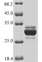 Myrmecia pilosula M-myrmeciitoxin-Mp2b Recombinant Protein - BioCrest Sci
