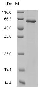 Caenorhabditis elegans Transcription factor elt-2 (elt-2) Recombinant Protein, Caenorhabditis elegans, E.coli, C-terminal 6xHis-tagged, 54.0 kDa, purity >≥ 85% as determined by SDS-PAGE.