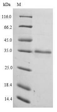 Human Elongation factor 1-delta (EEF1D) Recombinant Protein, Homo sapiens (Human), E.coli, N-terminal 6xHis-tagged, 35.0 kDa, purity >≥ 90% as determined by SDS-PAGE.