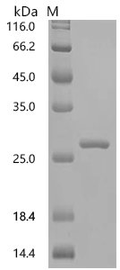 Macaca mulatta Tumor necrosis factor (TNF) , partial Recombinant Protein, Macaca mulatta (Rhesus macaque), E.coli, C-terminal 6xHis-tagged, 24.2 kDa, purity >≥ 90% as determined by SDS-PAGE.
