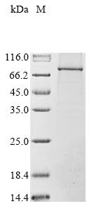 Human Nuclear cap-binding protein subunit 1 (NCBP1) Recombinant Protein, Homo sapiens (Human), Baculovirus, N-terminal 10xHis-tagged and C-terminal Myc-tagged, 95.7 kDa, purity >≥ 85% as determined by SDS-PAGE.