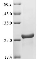 Drosophila melanogaster Peptidoglycan-recognition protein SC2 (PGRP-SC2) Recombinant Protein - BioCrest Sci