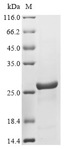 Drosophila melanogaster Peptidoglycan-recognition protein SC2 (PGRP-SC2) Recombinant Protein, Drosophila melanogaster (Fruit fly), E.coli, N-terminal 10xHis-tagged and C-terminal Myc-tagged, 25.2 kDa, purity >≥ 90% as determined by SDS-PAGE.