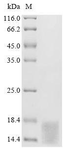 Mouse VIP peptides (Vip) Recombinant Protein, C-His, aa 80–155, Yeast, Mus musculus (Mouse), Yeast, C-terminal 6xHis-tagged, 10.2 kDa, purity >≥ 85% as determined by SDS-PAGE.