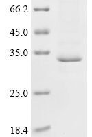 Mouse Dexamethasone-induced Ras-related protein 1 (Rasd1) Recombinant Protein, N-10His, aa 1–280, Baculovirus - BioCrest Sci