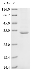 Mouse Dexamethasone-induced Ras-related protein 1 (Rasd1) Recombinant Protein, N-10His, aa 1–280, Baculovirus, Mus musculus (Mouse), Baculovirus, N-terminal 10xHis-tagged, 34.2 kDa, purity >≥ 85% as determined by SDS-PAGE.
