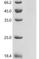Arabidopsis thaliana E3 SUMO-protein ligase SIZ1 (SIZ1) Recombinant Protein - BioCrest Sci