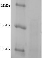 Prevotella bryantii Glucomannokinase, partial Recombinant Protein - BioCrest Sci